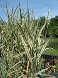 Variegated water plant grass reed ideal for small pond