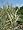 Pond Plant Starter Kit 1 Aquatic Marginal and Lilies