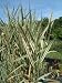 Variegated water plant grass reed ideal for small pond