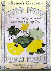 Summer Squash 3 Varieties of Pattypan Seeds 20 Seeds