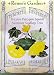 Summer Squash 3 Varieties of Pattypan Seeds 20 Seeds