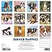 2016 Just Boxer Puppies Wall Calendar