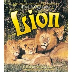 The Life Cycle of a Lion