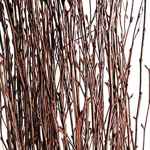 Nettleton Hollow Natural Birch Branches, 20-25 Branches