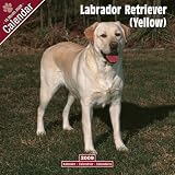 Eigenschaften Avonside Publishing Ltd.  / Kalender 2009 Labrador Retriever (Yellow) gelb