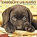 2016 Just Chocolate Lab Puppies Wall Calendar