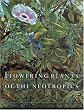 Flowering Plants of the Neotropics
