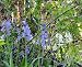 Wild Flower Seed for Shaded Soils, 1KG
