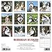 2016 Just Siberian Huskies Wall Calendar