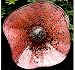 Blown Glass Garden Flower - Salmon