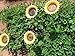 BENBA Brand Wild Bird Feeder and bird bath for Garden decorative feeders