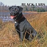 Black Labrador Retrievers 2009 Wall Calendar 12 X 12