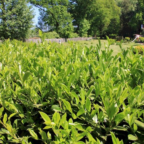 Prunus laurocerasus Caucasica