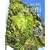 Le mur v�g�tal : De la nature � la ville