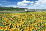 めざせ!パズルの達人 1000ピース 鉄道の旅ひまわり輝く富良野線 11-344 富良野