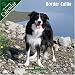 Border Collie 2007 Wall Calendar