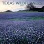 Texas Wildflowers: 2003