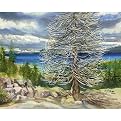 Tree at Lake Tahoe California -20 X 24"