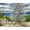 Tree at Lake Tahoe California -20 X 24"