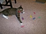 Colorful Springs Cat Toy - Wide - 10 pk.