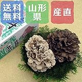 黒舞茸＆とび色舞茸セット【山形県】【産地直送】