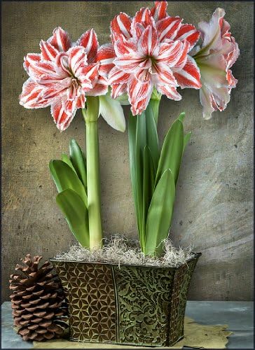 Amaryllis Gift Dancing Queen Duo in a Embossed Morrocan Planter - Pre-Planted - Free Shipping!