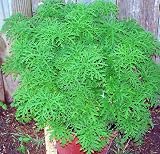 Amazon / Hirts: Herbs: Mosquito Plant - Pelargonium citrosum - Repels Mosquitos - Sweet Mimosa