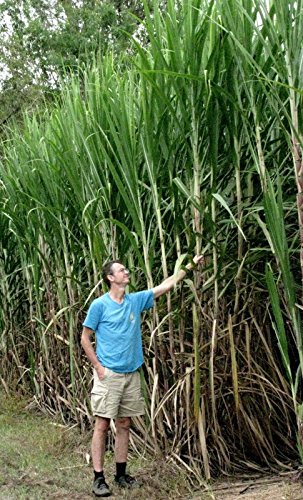 #1100 WORLDS TALLEST SUGARCANE*100 seeds