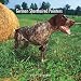 German Shorthaired Pointers 2007 Calendar