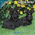 Scottish Terrier 2010 Wall Calendar #10069-10