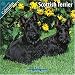 Image of Scottish Terrier 2010 Wall Calendar #10069-10