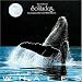 Music : Journey with the Whales
