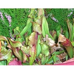 Seedeo Rote Schlauchpflanze (Sarracenia purpurea) 10 Samen inkl. Anzuchtsubstrat