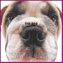 Artlist Collection the Dog 2005 Calendar Bulldog (Multilingual Edition)