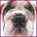 Artlist Collection the Dog 2005 Calendar Bulldog