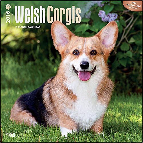 Welsh Corgis 2016 Wall Calendar (12x12)