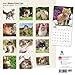 Maine Coon Cats 2016 Calendar