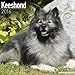 Keeshond Calendar - Breed Specific Keeshond Calendar - 2016 Wall calendars - Dog Calendars - Monthly Wall Calendar by Avonside