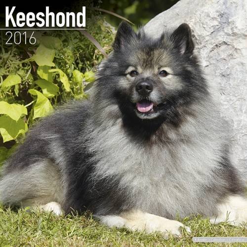 Keeshond Calendar - Breed Specific Keeshond Calendar - 2016 Wall calendars - Dog Calendars - Monthly Wall Calendar by Avonside