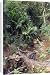 Canvas Prints of WAT-10612 Betel Palm from Ardea Wildlife Pets