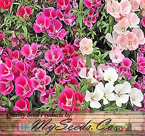 4,000 CLARKIA GODETIA COLORFUL TALL MIX Flower Seeds red, pink, purple, white 4,000 CLARKIA GODETIA COLORFUL TALL MIX Flower Seeds red, pink, purple, white