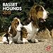 Basset Hounds 2012 Square 12X12 Wall Calendar
