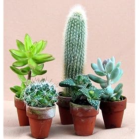 Instant Cactus Collection -5 Different Plants 1.5