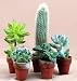Instant Cactus Collection -5 Different Plants 1.5" pots