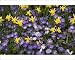 Photographic Prints of Dwarf daffodils and Anemone blanda in garden border from Ardea Wildlife Pets