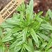200 Seeds, Summer Savory (Satureja hortensis) Seeds By Seed Needs
