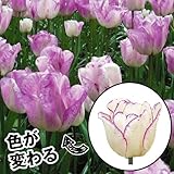国華園　チューリップ球根　シャーリー　100球