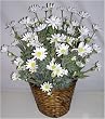 24" Silk Wild Daisy Flowers
