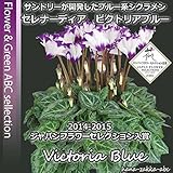 【送料無料】フリンジ咲ブルーシクラメン セレナーディア・ビクトリアブルー 5号鉢