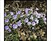 Photographic Prints of Anemone Blanda or Windflower from Mary Evans